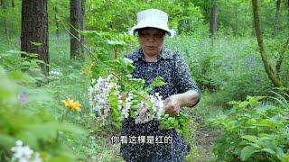 丈母娘摘洋槐花摆摊，喜欢吃的朋友还挺多，生意火爆忙得不停歇#丈母娘 #我的乡村生活 #洋槐花 #摆摊