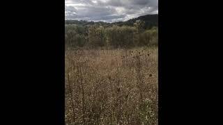 Site of Future Equestrian Campground at Governor Dodge State Park