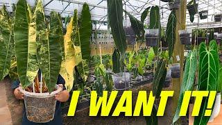 Exotic Plants with Crazy Prices! Ecuagenera USA Store Tour