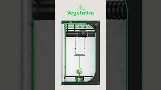 What's the ideal VIVOSUN seedling-to-LED light distance?  #gardener