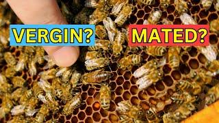 Beekeeping | Distinguishing Between Virgin and Mated Queens