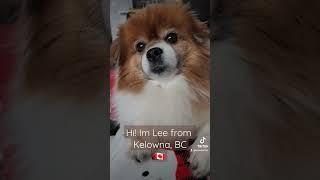 #subscribe #shortvideo #cutepuppy #cutedog #furbaby