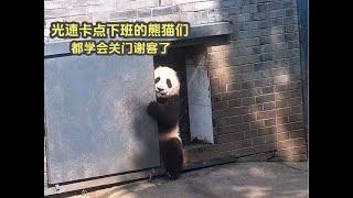 huahua menglan fubao panda光速卡点下班的大熊猫们，都学会关门谢客了，还有爷爷牌专车接送