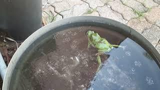 Green Tree Frogs breeding & laying eggs.