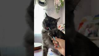 How I brush my cat’s teeth #cat #kitten #catcare #cattips #cathealth