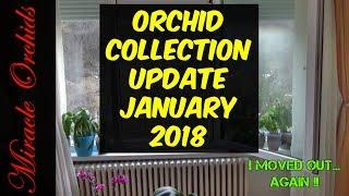 January orchid collection update - Part 2 - Living room windowsill | Semi hydroponics