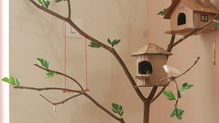 nest making | zebra finches|indoor birds without cage