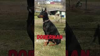 The Dog Episode : 71 | Dog Facts 101 | BOXERMAN | Boxer X Doberman |