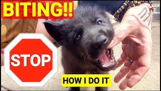 Stop Your Puppy from Biting You!! - How I Do it