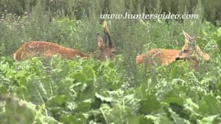 ROEBUCK IN SWEDEN