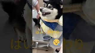 予防接種を嫌がるのが半端ない柴犬こまち