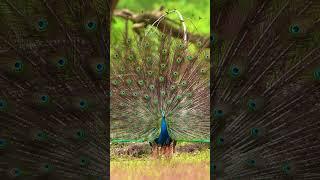 Music + Peacock  = ️#wildlifephotography#peacock#bird#monsoon#naturelovers