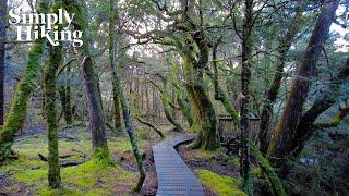 A Magical ENCHANTED FOREST Walk (It SNOWED!) | A Virtual Hike In Tasmania