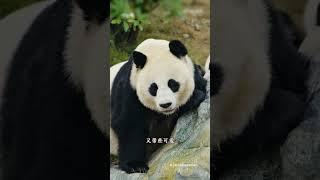 漂亮的冯昭美女士 #panda #熊猫 #shorts 【欢迎订阅MIGU Panda官方频道】