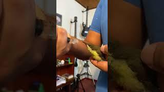 Feeding a small Hummingbird | Purple Sunbird #shorts