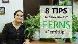 8 Tips for Growing Healthy Ferns | Indoor plants | Fern care | Gardening Tips