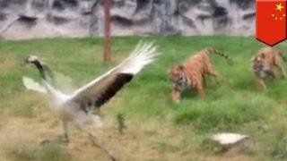 CCTV footage catches a fearless crane fight off two tigers at a Chinese zoo - TomoNews