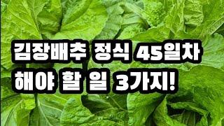 김장배추 속 꽉차게 할려면 정식 45일째 이러한 처리를~(2024.10.13)(#김장배추추비,#병충해방제,#영양제처리)