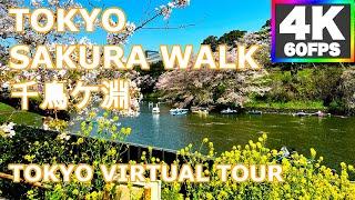 [4K 60fps] 2023 Tokyo Sakura Walk  Chidorigafuchi 千鳥ケ淵  Beautiful Sunny Day Tokyo Cherry Blossom