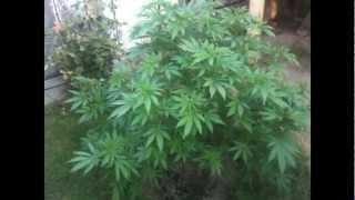 OUTDOOR GROW 2012 JUNE 25