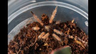 Greenbottle blue tarantula sling (GBB) - first takedown and happy dance.