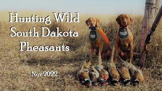 South Dakota Wild Pheasant Hunting At Its Finest