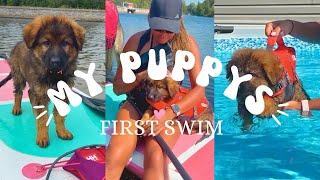 German Shepherd Puppy's First Swim 