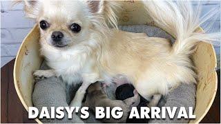 Daisy's New Litter of Puppies & the Guessing Game | Sweetie Pie Pets by Kelly Swift