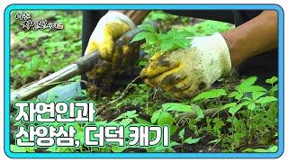 실한 대물 찾아 요리조리~ 자연인이 애지중지 키운 산양삼과 향긋한 더덕 캐기!! MBN 240717 방송