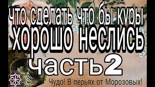 что сделать что бы куры неслись?// И что не делать что бы не разочароваться