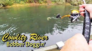 Bobber Doggin' Coho Salmon On The Cowlitz River