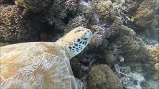 Gili T turtle point snorkeling 10Jun2024