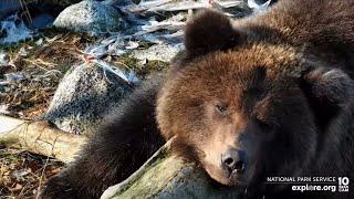 [10/13/2022] 504's dark cub "He's full and sleepy" (Brooks Falls Bears_explore.org)