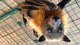 Stressed flying-fox goes into the aviary:  This is Banshee on day 3