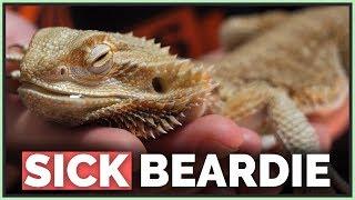 How We Saved this Dying Bearded Dragon