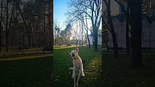 Labrador Troy  #лабрадортрой #лабрадор #labrador