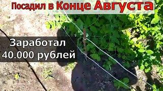 Огрод принес 40т. рублей. Посадите в Августе на освободившиеся грядки!