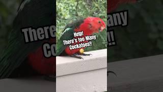 Parrot Emergency! What's Going On?