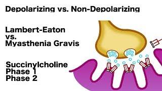 Neuromuscular Junction