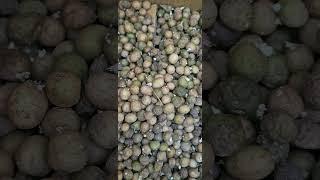 #micropotato #임영석감자연구소 #감자연구소 #K-potatolab #seedpotatoes #microtubers