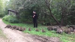 "The Pied Piper of Raccoons" - Eddy Lawrence