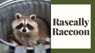 That Rascally Raccoon