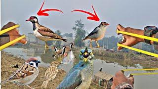 Amazing Red Wattled Lapwing Birds Hunting With Slingshot