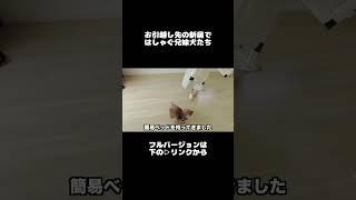 新しいお家にはしゃぐコタさん三桜たん  #犬 #トイプードル #かわいい #トイプードルの虎太郎三桜 #トイプー多頭飼い #癒し #といぷーどる #こたみお