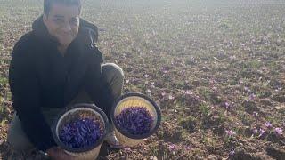 Growing saffron outdoors in Iran