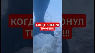 Клюнула ОГРОМНАЯ РЫБА. ТРОФЕЙНАЯ РЫБАЛКА #fishing #рыбалка #щука