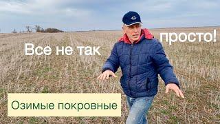 Состав один - результат разный?! | Озимые покровные