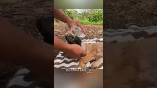 小哥救助被撞傷的狗狗 #人與動物和諧共處 #愛護動物尊重生命 #動物救助