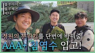 겨울정원을 빛내줄 AAA+최상급 침엽수 입고 [JB가든센터_대림묘목농원]