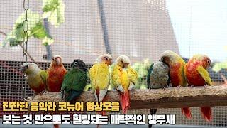 코뉴어앵무새에게 틀어주시면 안정감을 주는 영상 #conureparrot sound #birds #birdsounds